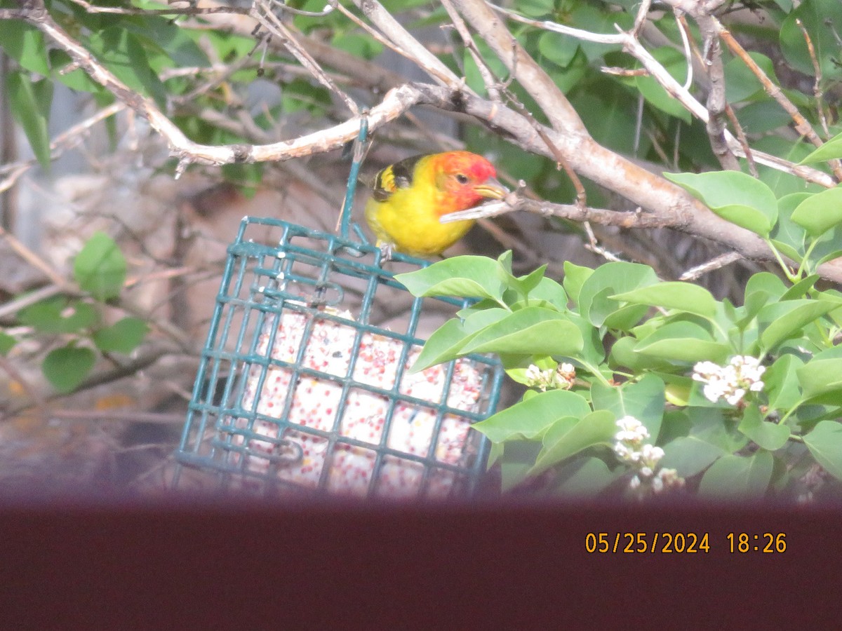 Western Tanager - ML619840962