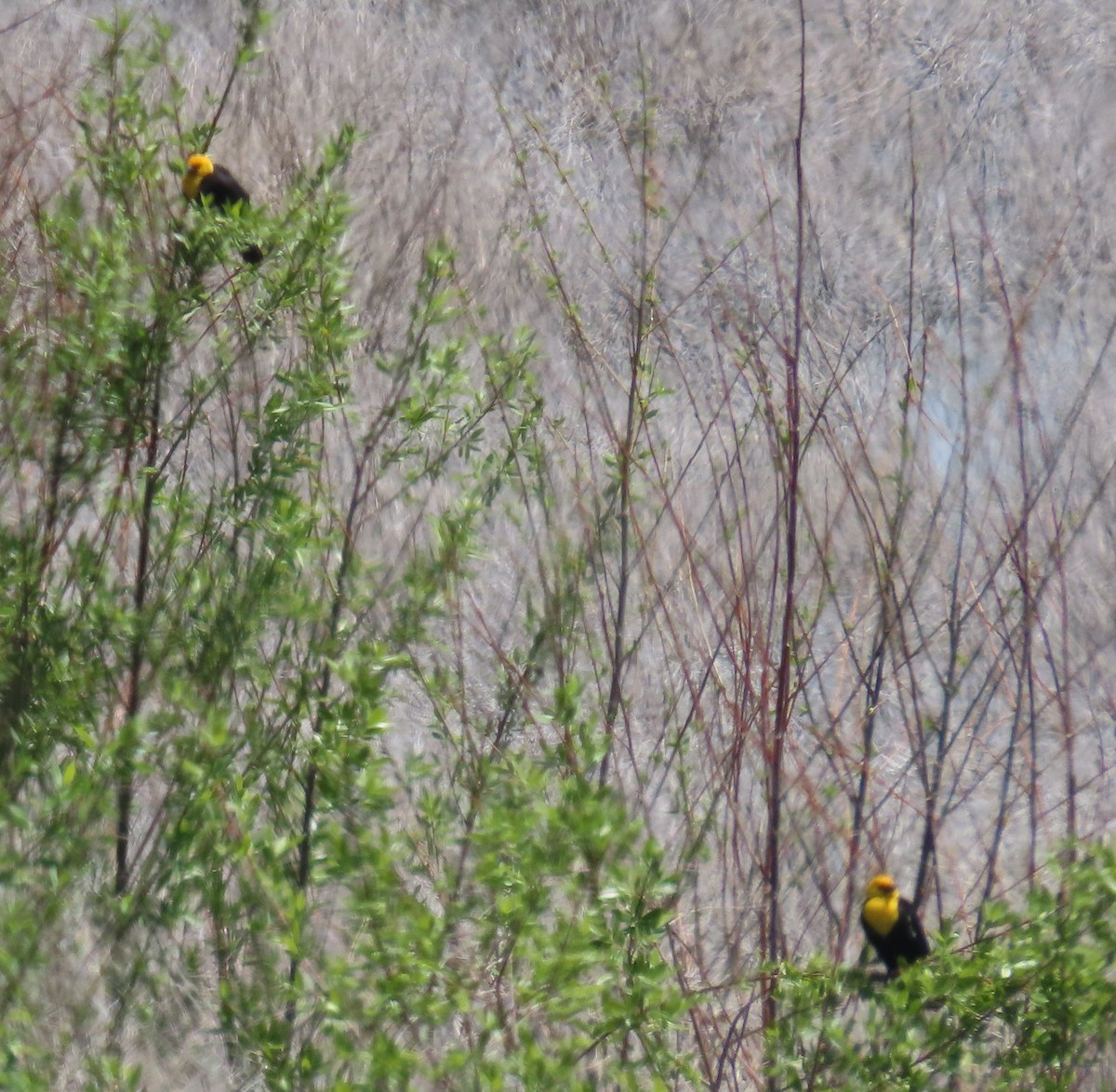 Yellow-headed Blackbird - ML619840974