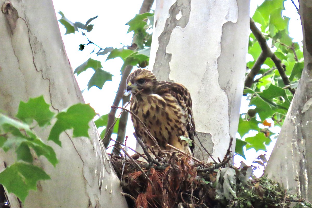 Red-shouldered Hawk - ML619840976