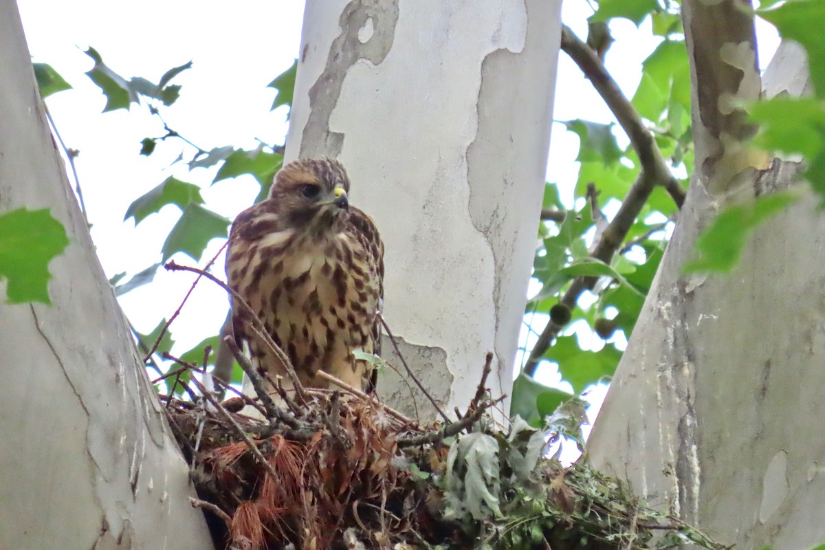 Red-shouldered Hawk - ML619840978