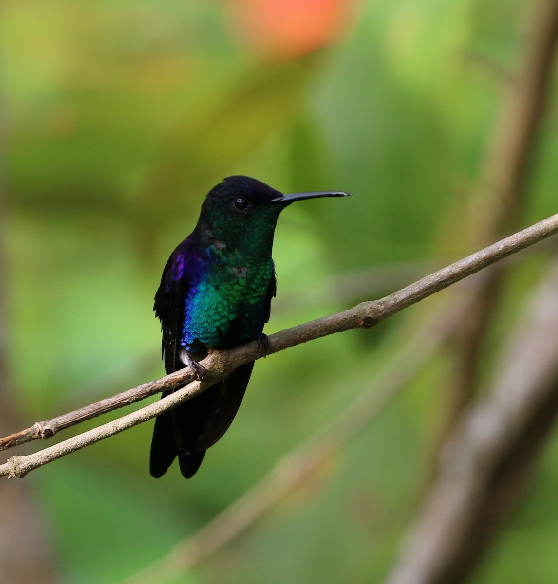 Crowned Woodnymph (Northern/Colombian Violet-crowned) - ML619840988
