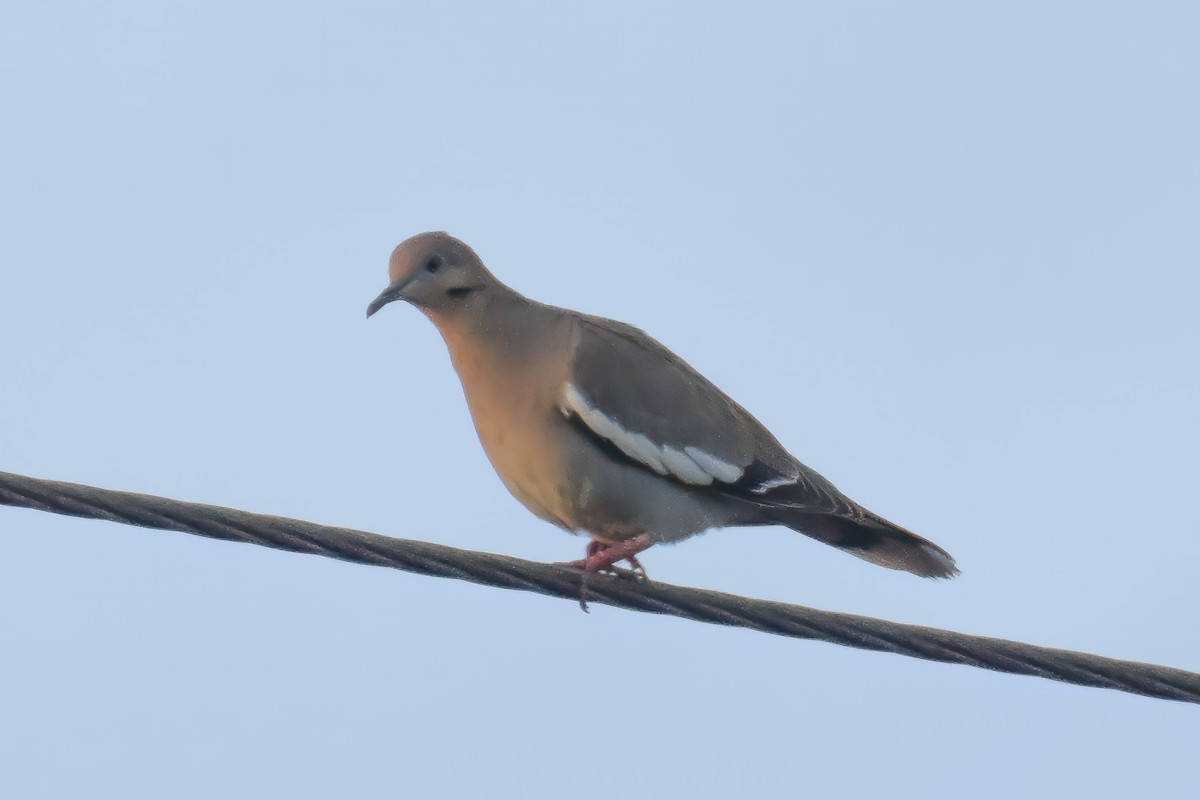 White-winged Dove - ML619840997