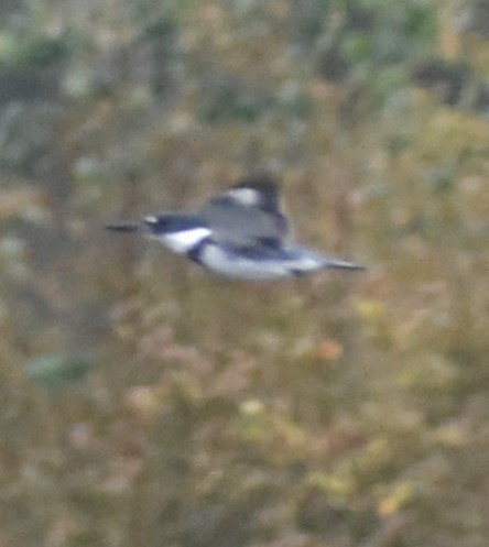 Belted Kingfisher - ML619841007