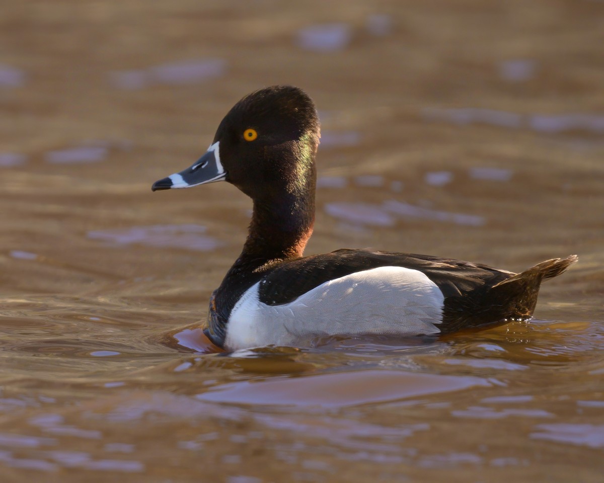 Ring-necked Duck - ML619841013