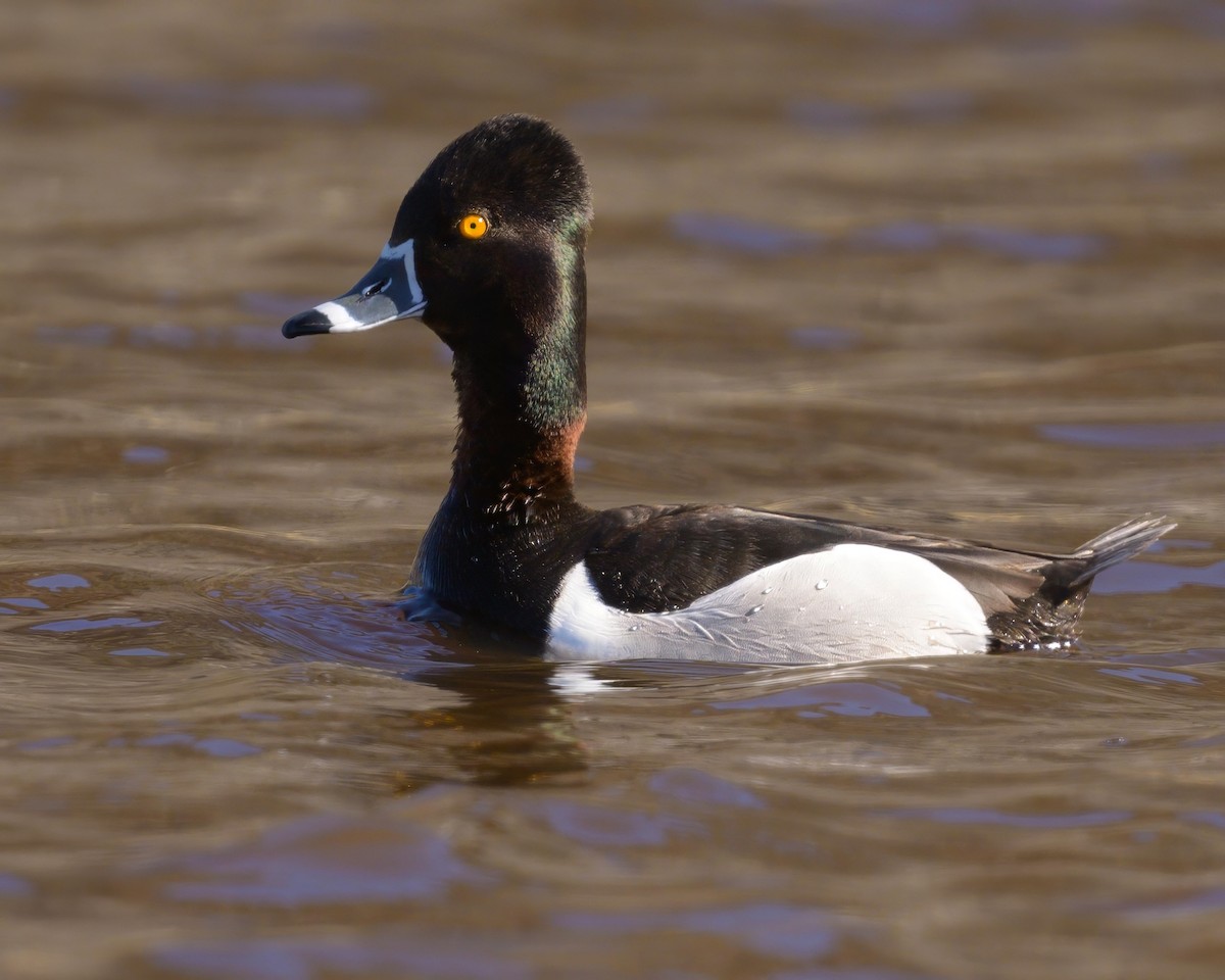 Ring-necked Duck - ML619841014