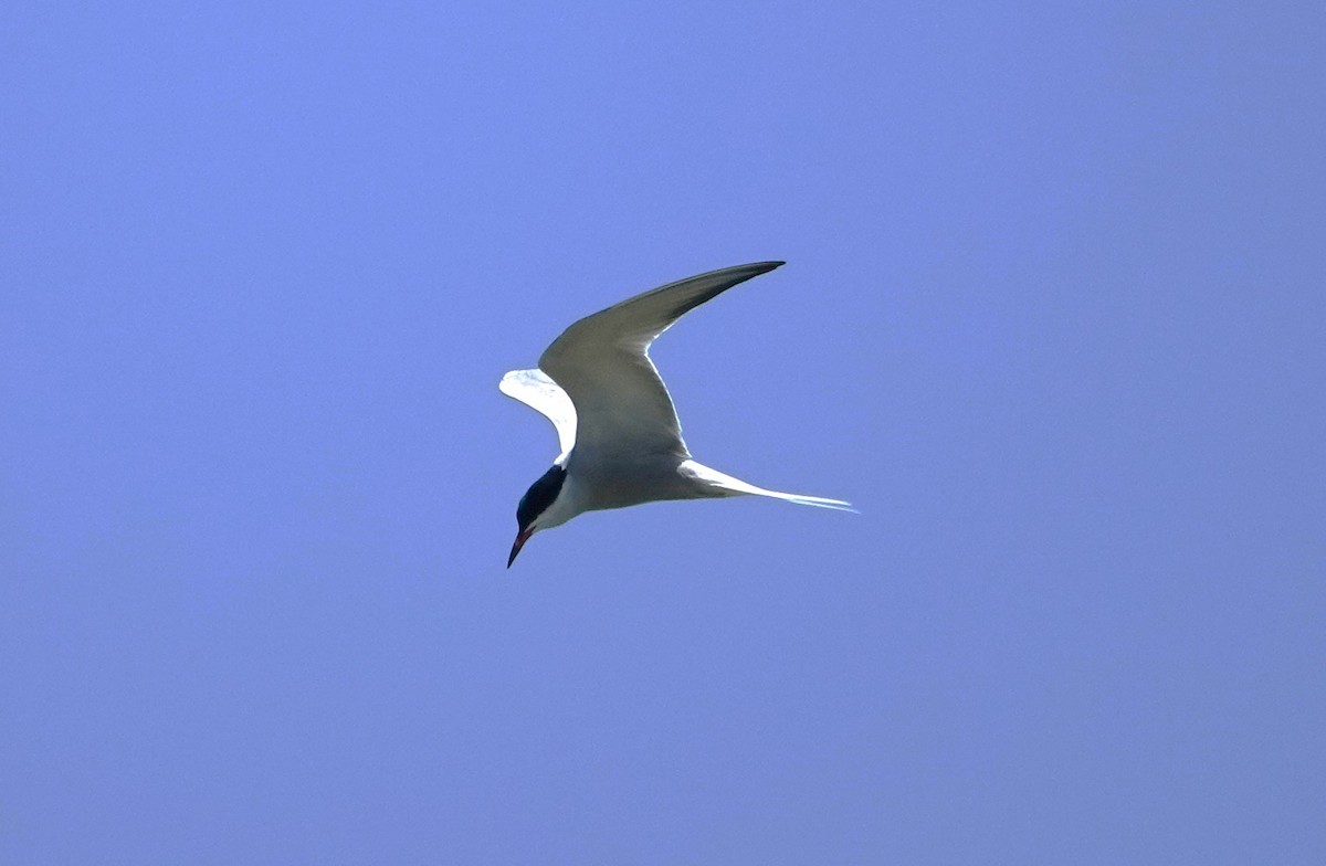 Common Tern - ML619841019