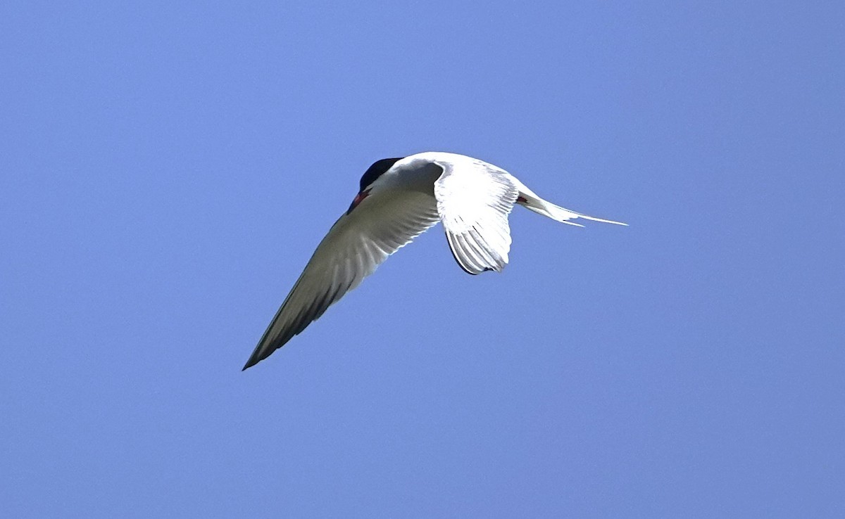 Common Tern - ML619841031