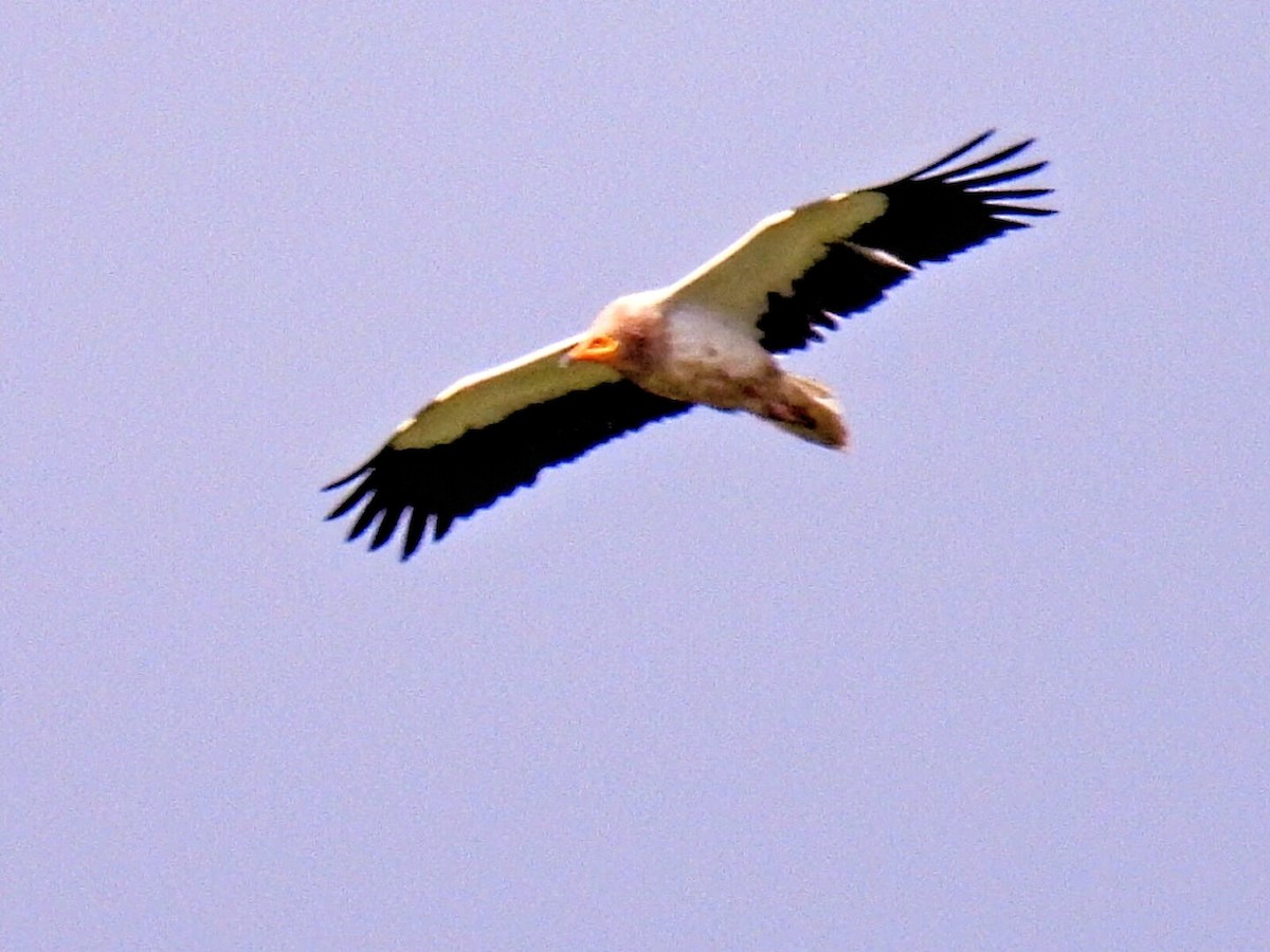 Egyptian Vulture - ML619841038