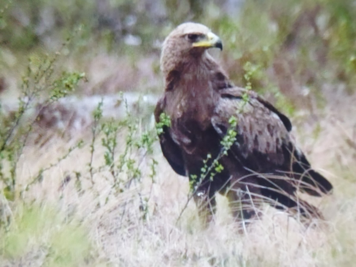 Lesser Spotted Eagle - ML619841055