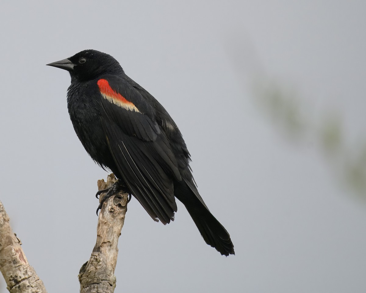 Red-winged Blackbird - ML619841067