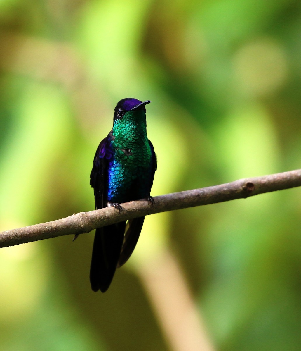 Crowned Woodnymph (Northern/Colombian Violet-crowned) - ML619841078
