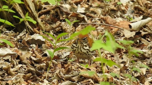 Wood Thrush - ML619841106