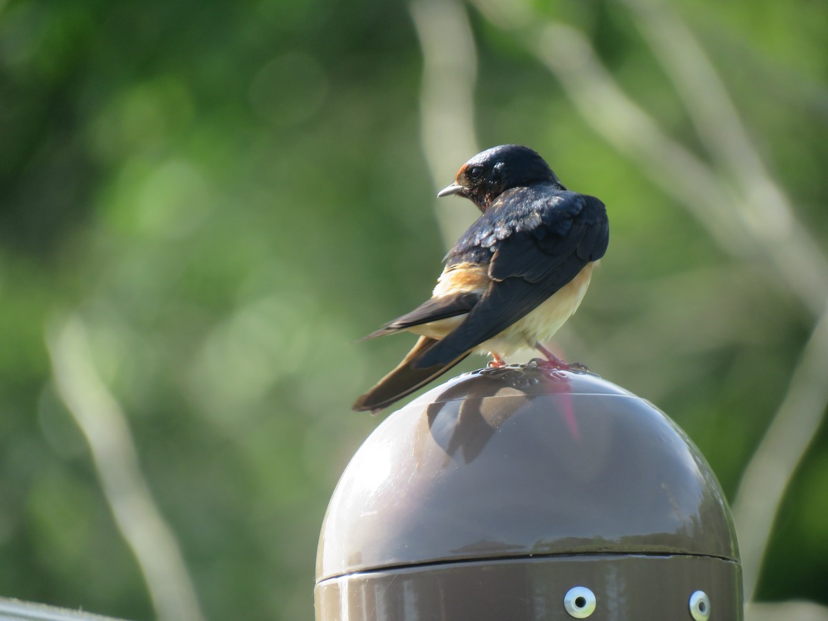 Barn x Cliff Swallow (hybrid) - ML619841118