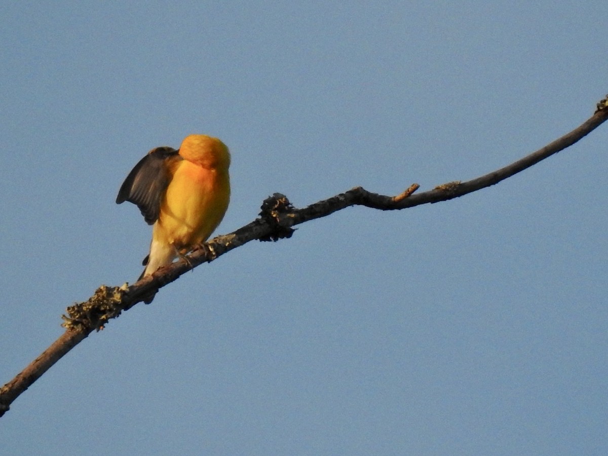 Prothonotary Warbler - ML619841133