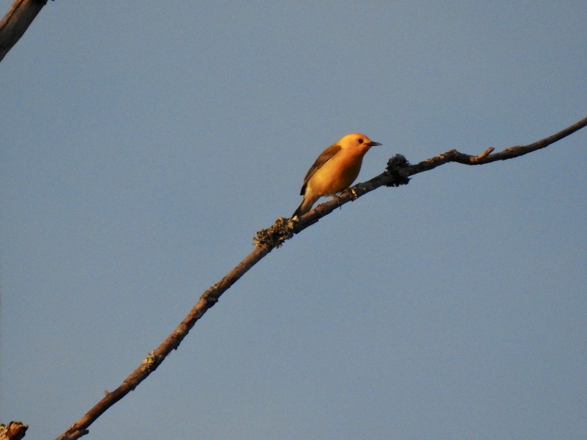 Prothonotary Warbler - ML619841134