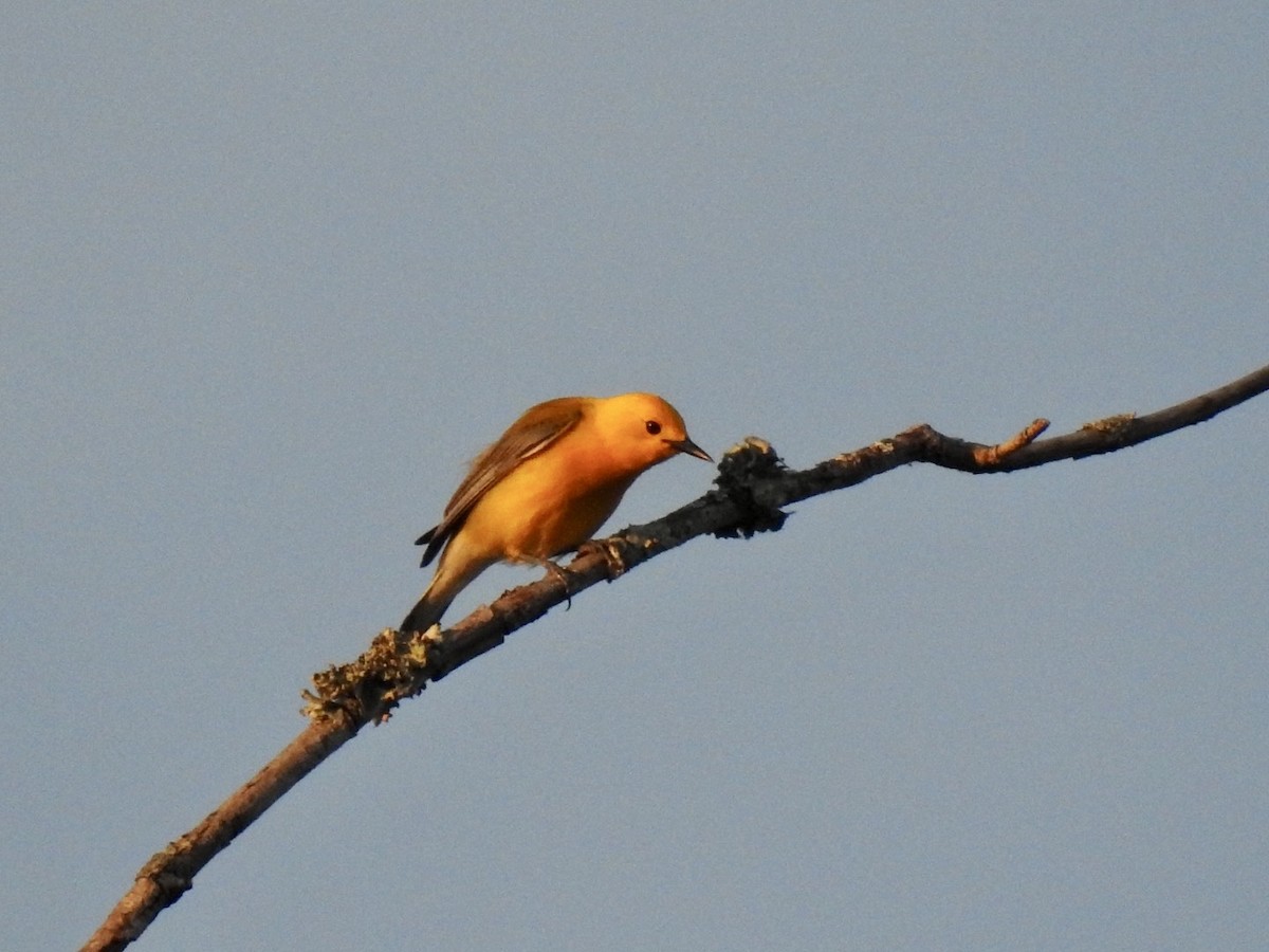 Prothonotary Warbler - ML619841135