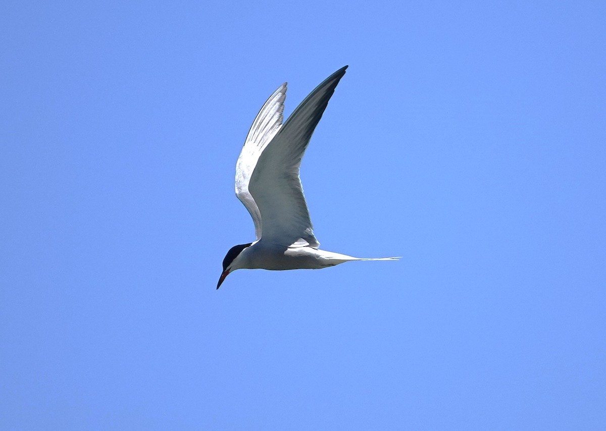 Common Tern - ML619841149