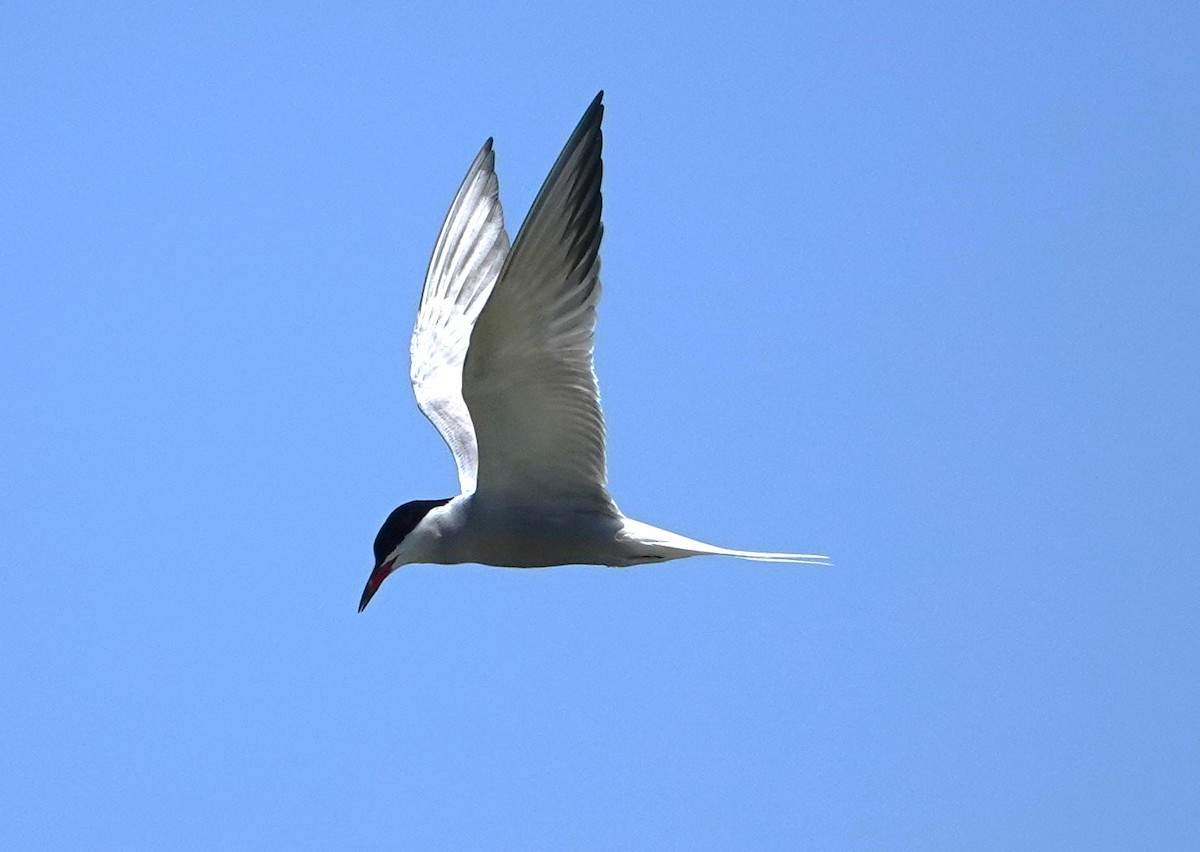 Common Tern - ML619841150