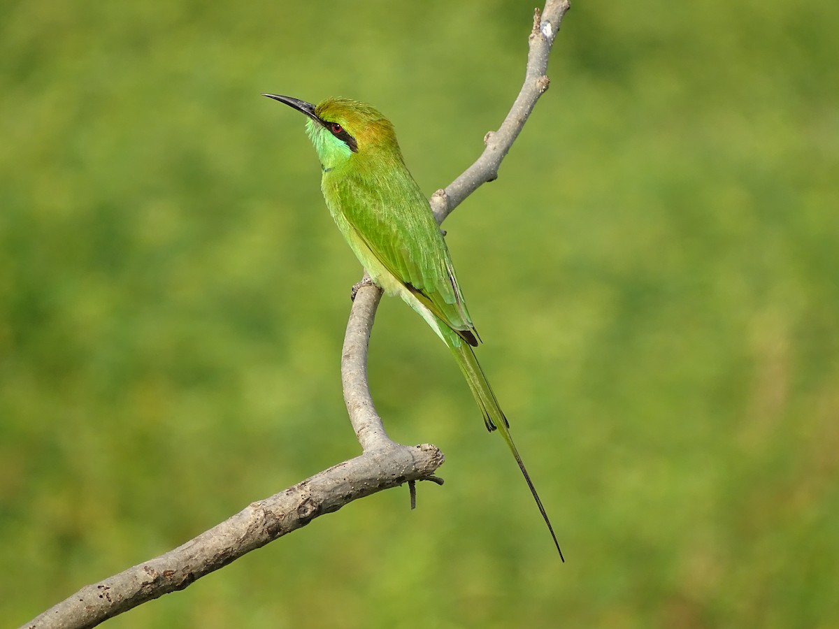 Asian Green Bee-eater - ML619841177