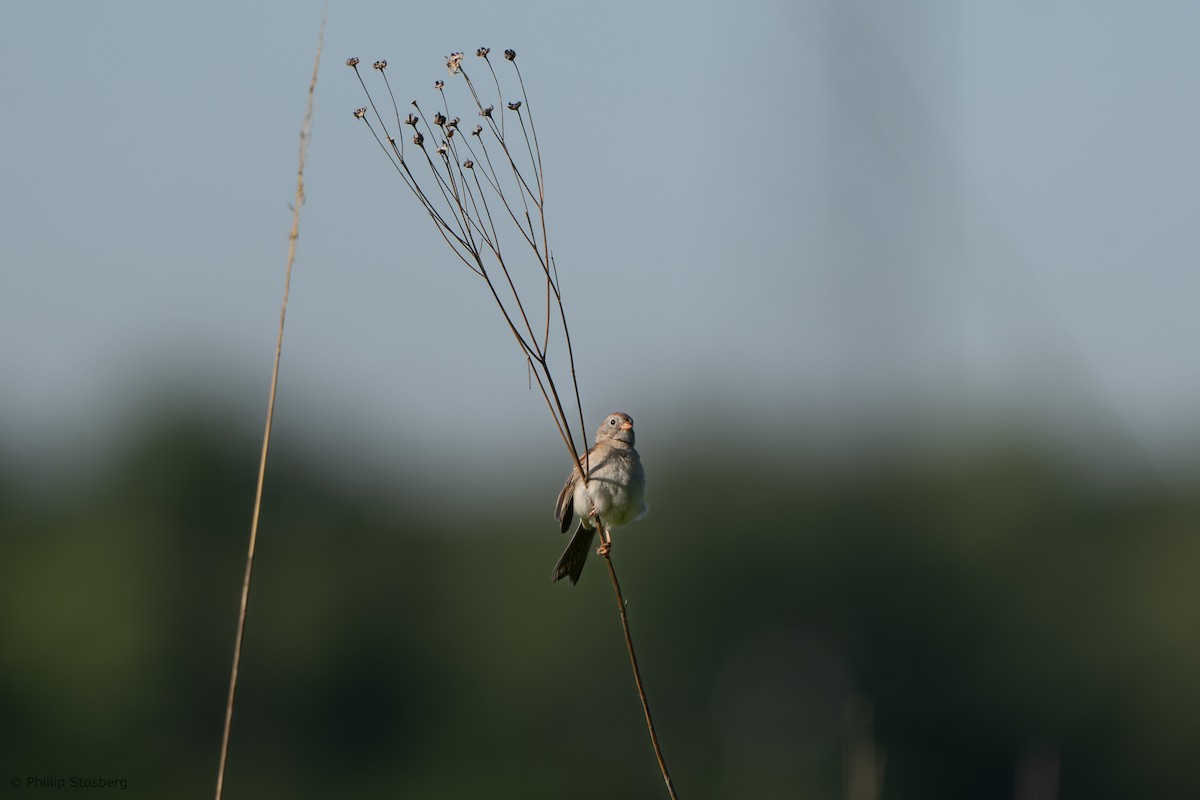 Field Sparrow - ML619841185