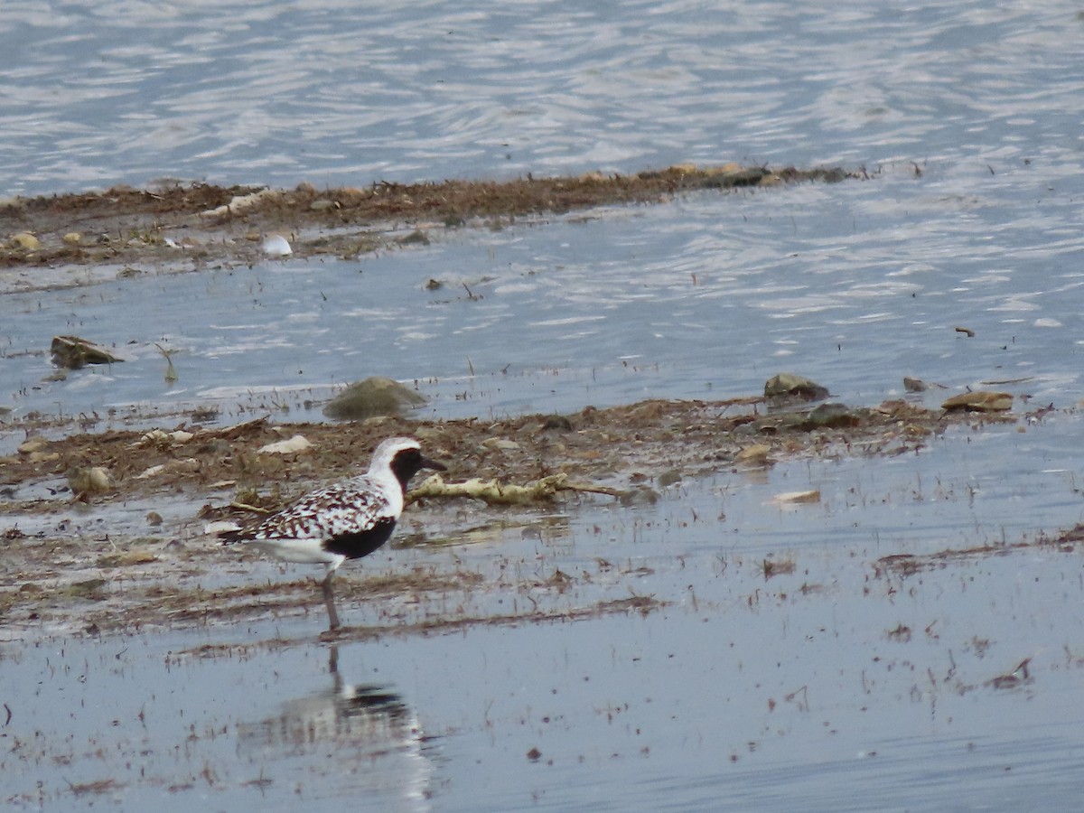 Black-bellied Plover - ML619841194