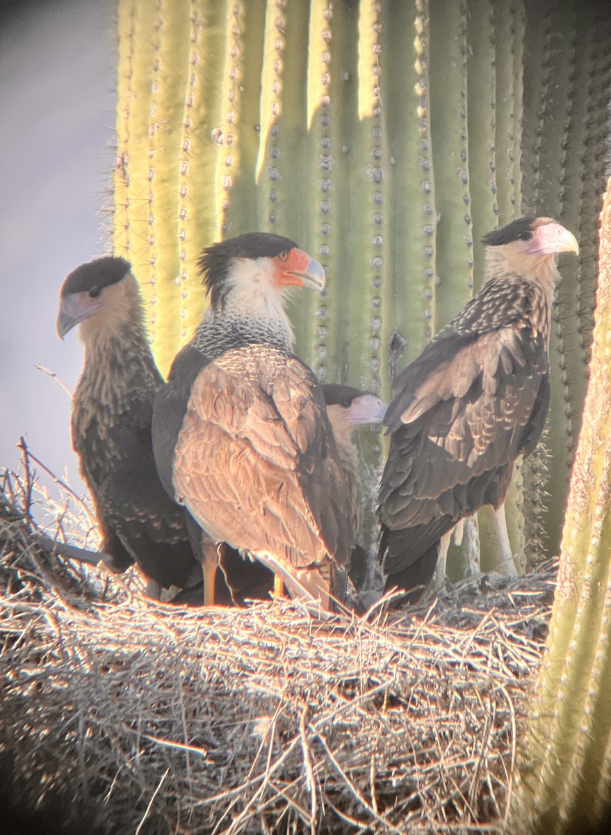 Crested Caracara - ML619841196