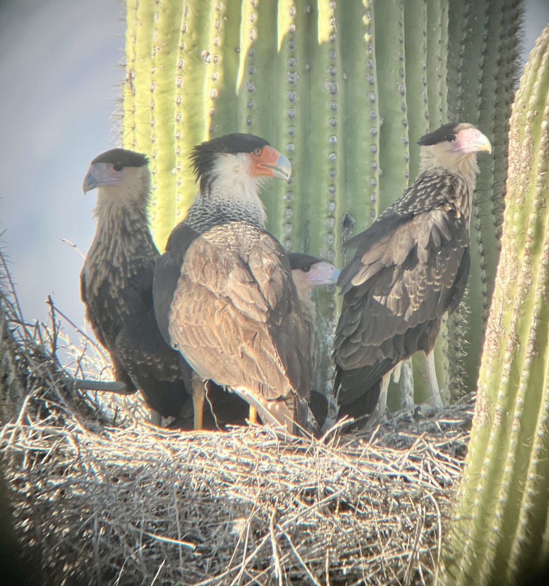 Crested Caracara - ML619841197