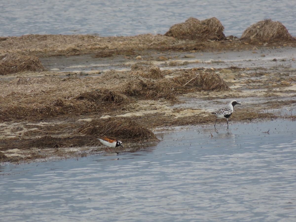 Ruddy Turnstone - ML619841200