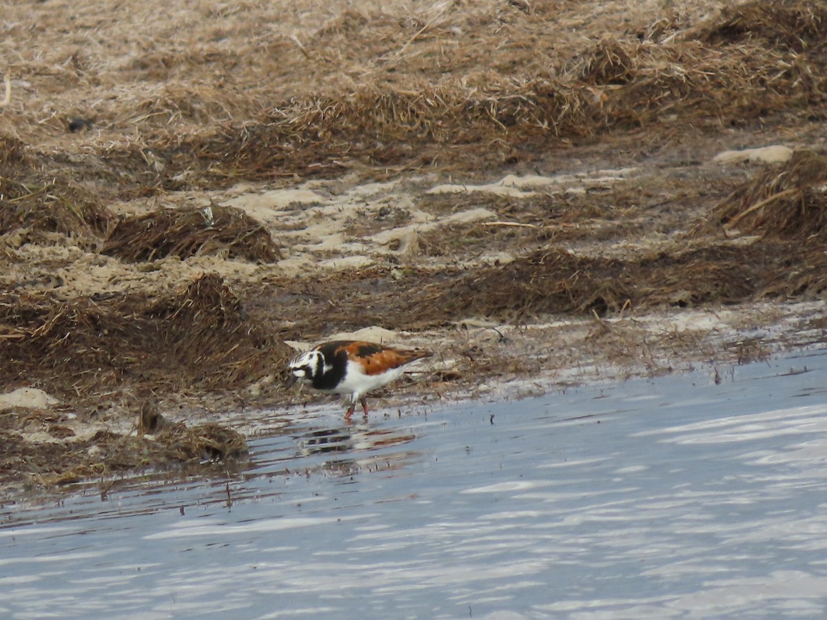 Ruddy Turnstone - ML619841207