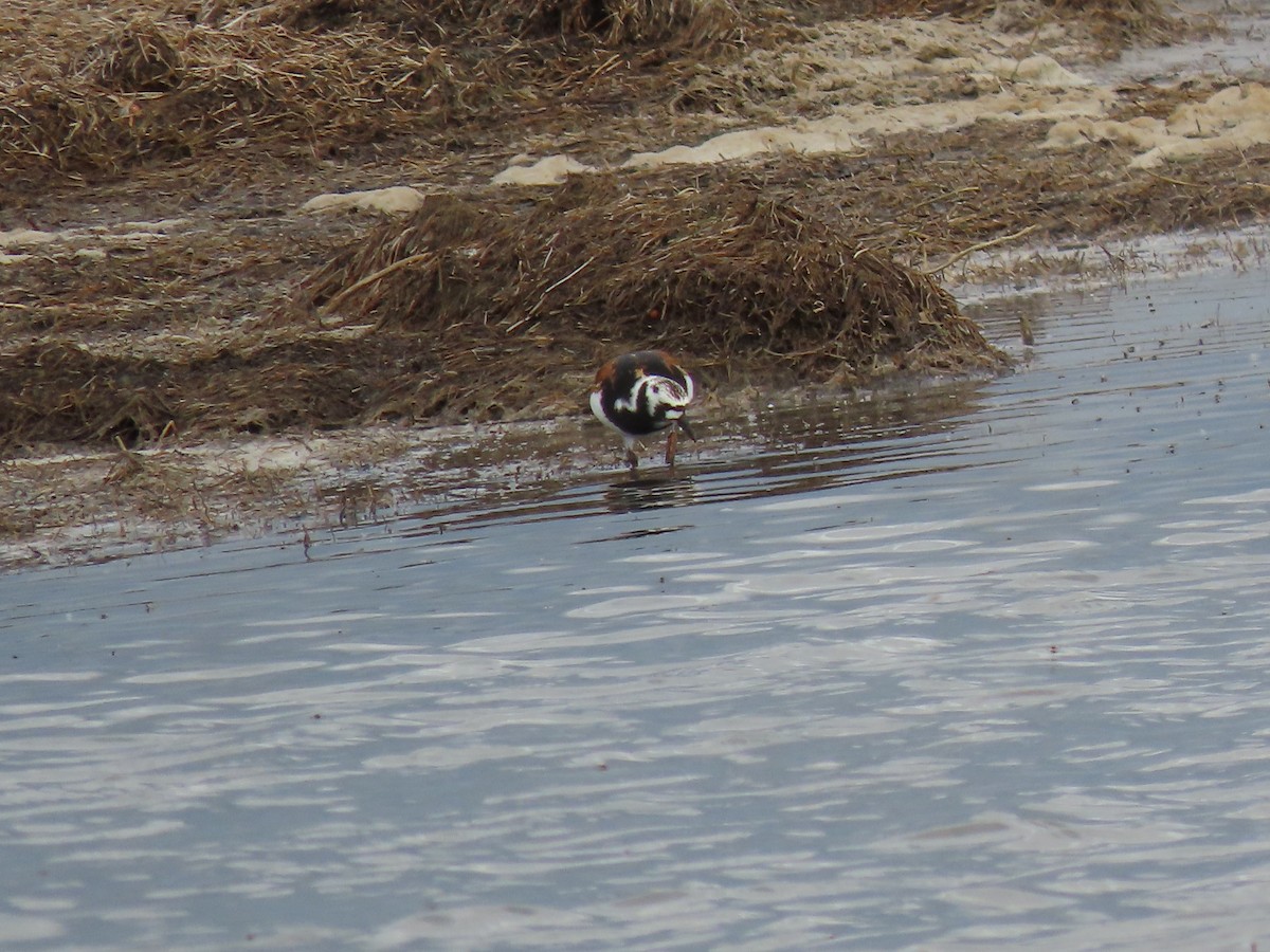 Ruddy Turnstone - ML619841208