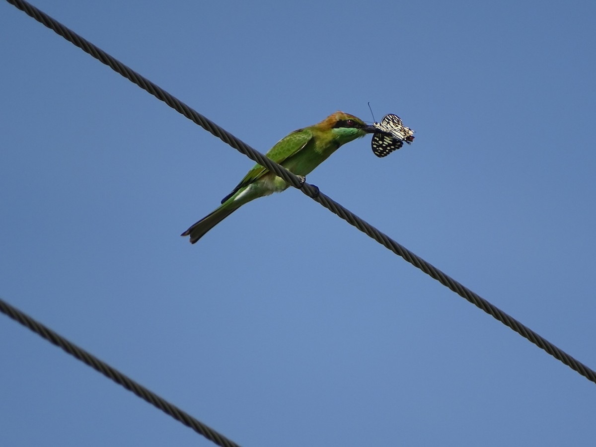 Asian Green Bee-eater - ML619841231