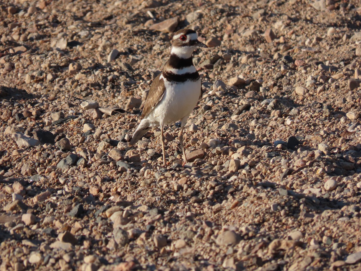 Killdeer - ML619841232