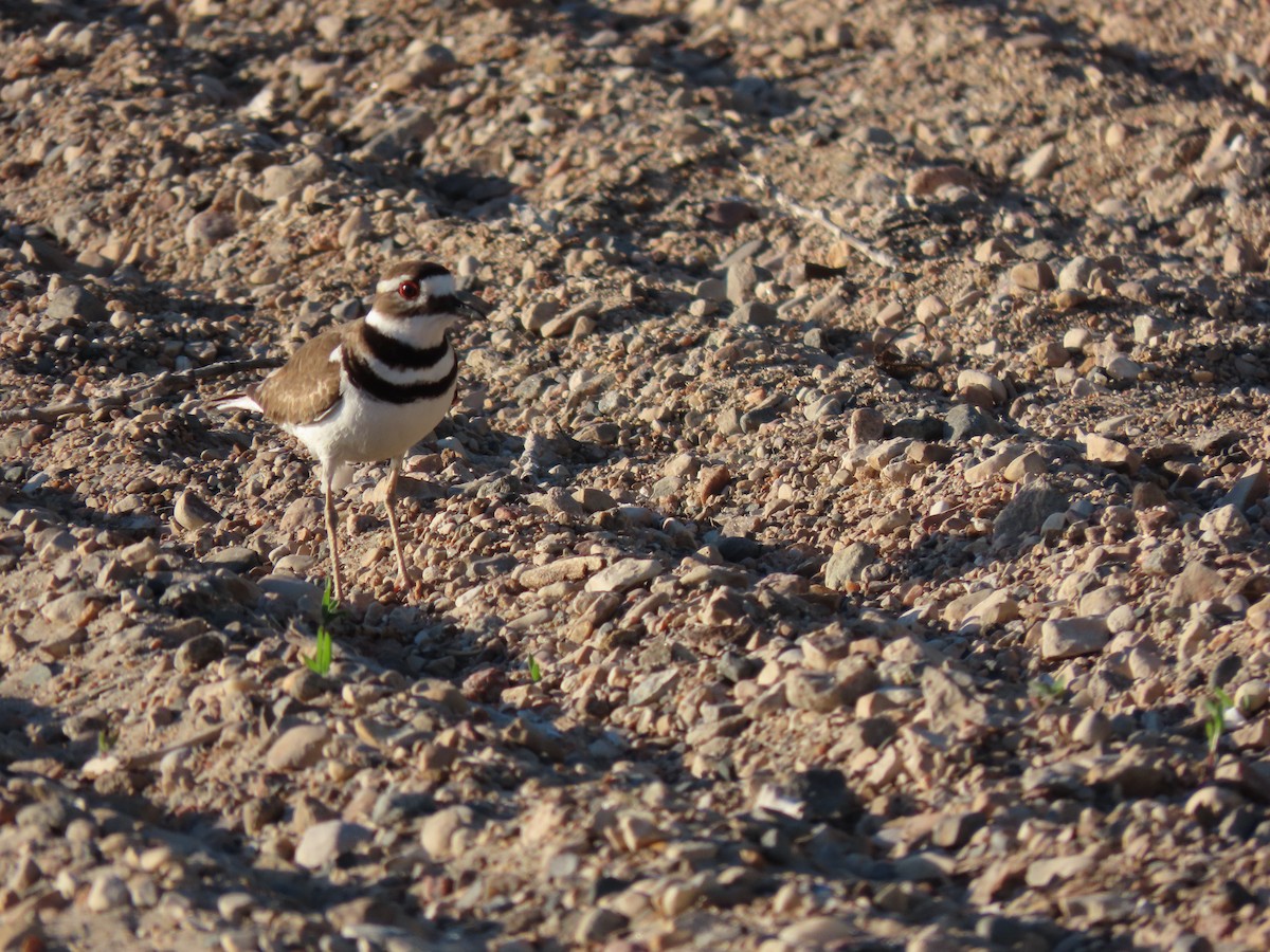 Killdeer - ML619841233