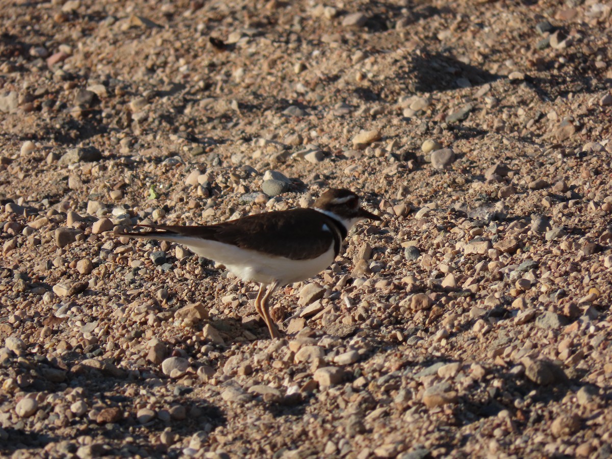 Killdeer - ML619841234