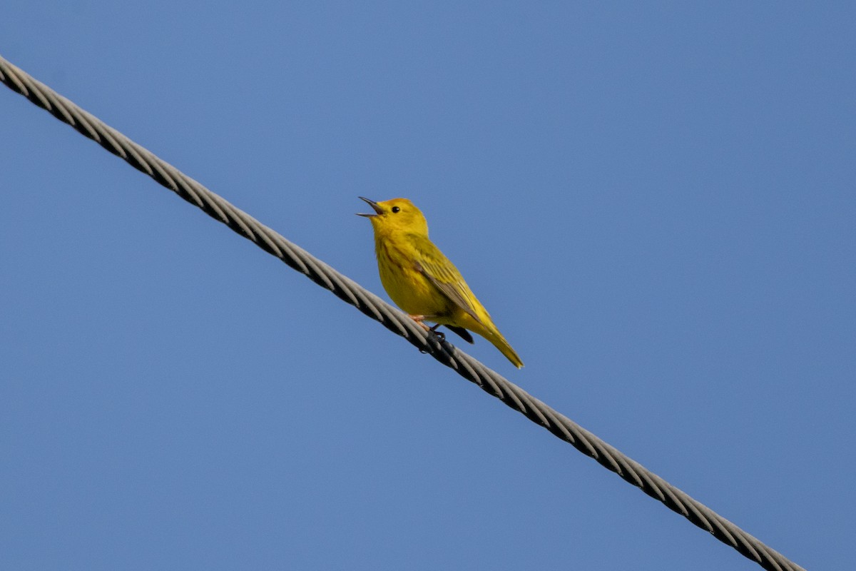 Yellow Warbler - ML619841241