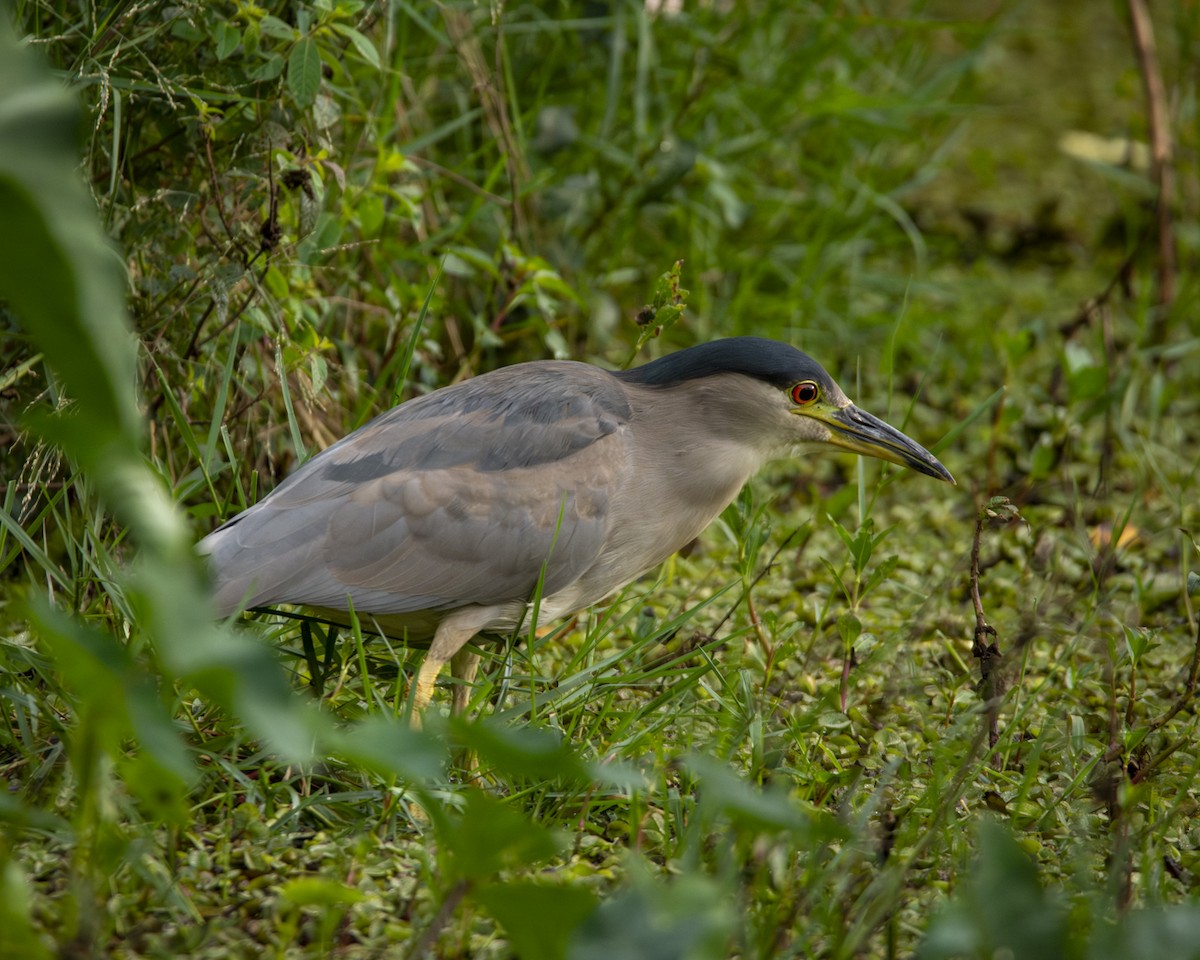 Black-crowned Night Heron - ML619841296