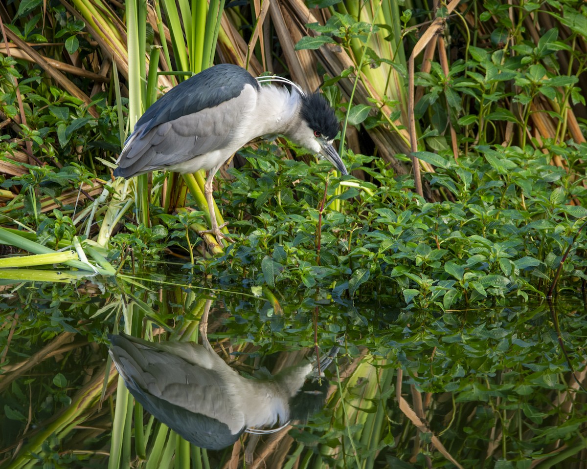 Black-crowned Night Heron - ML619841297