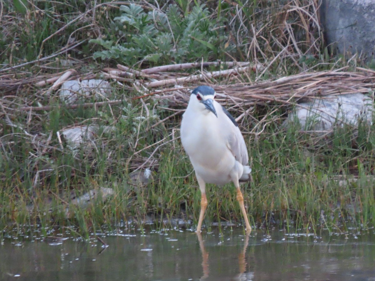 Black-crowned Night Heron - Kerry Hjertaas