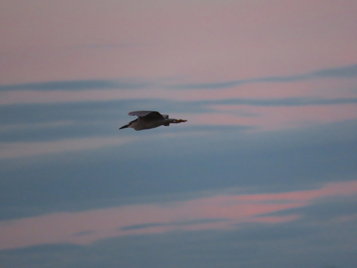 Black-crowned Night Heron - ML619841310