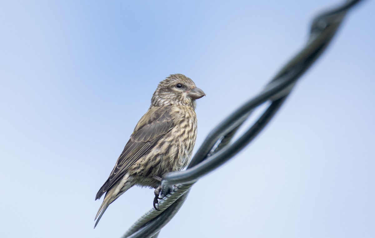 Red Crossbill (Ponderosa Pine or type 2) - ML619841320