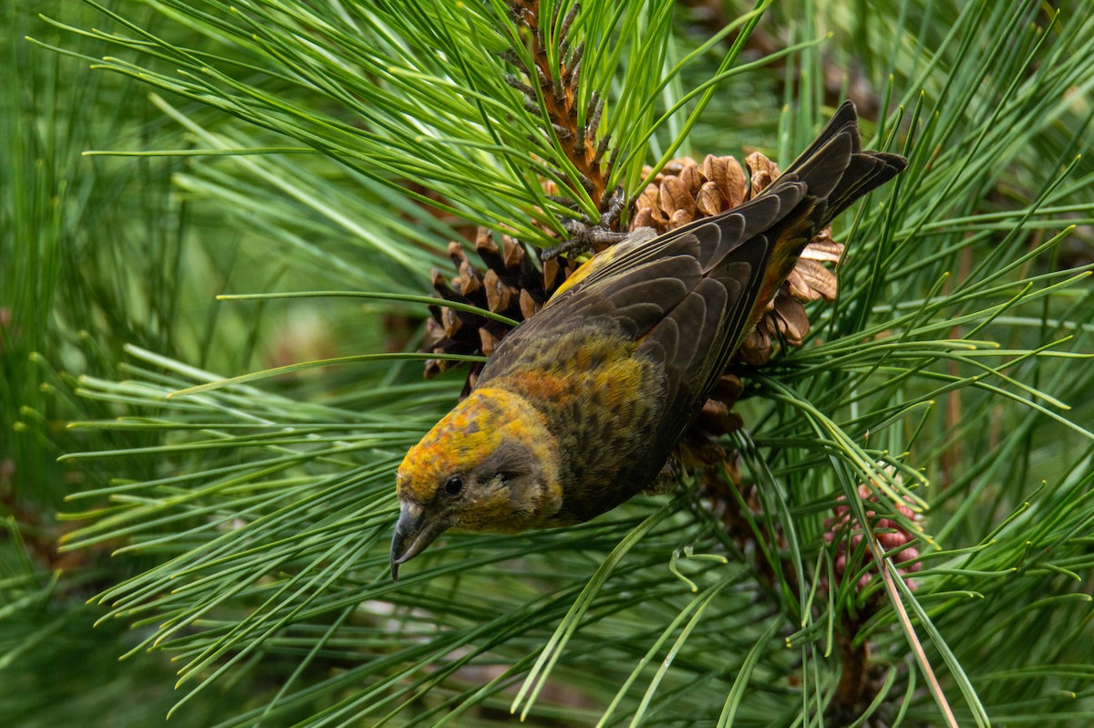 "Шишкар ялиновий (Ponderosa Pine, або тип 2)" - ML619841326