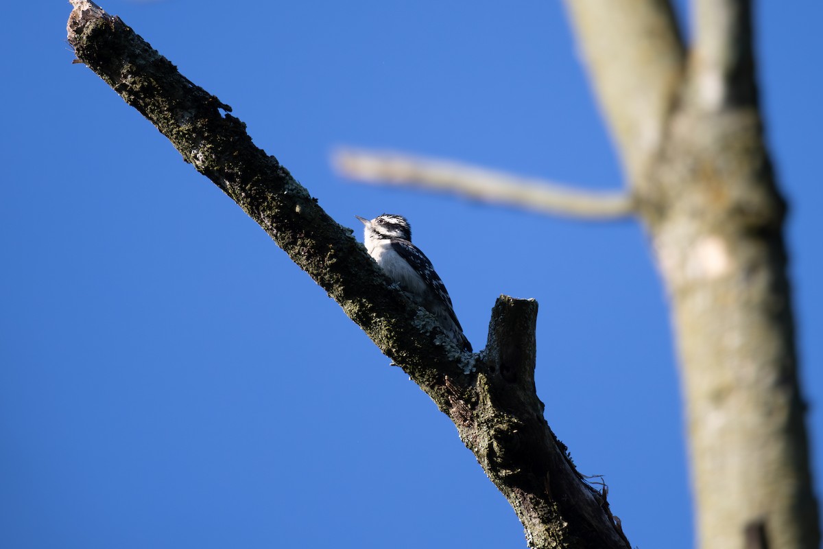 Downy Woodpecker - ML619841370