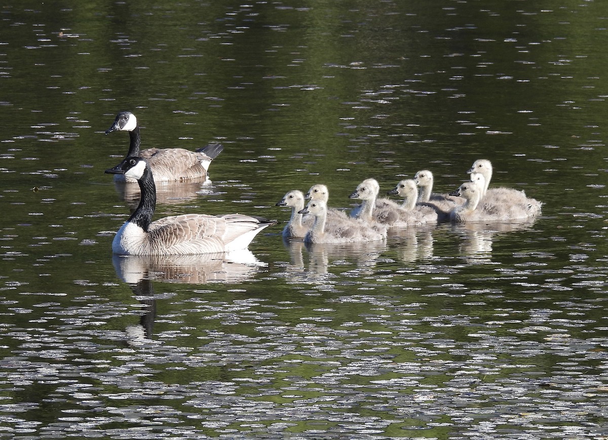 Canada Goose - ML619841374