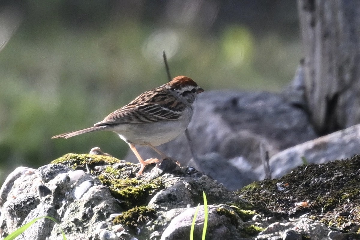 Chipping Sparrow - ML619841390
