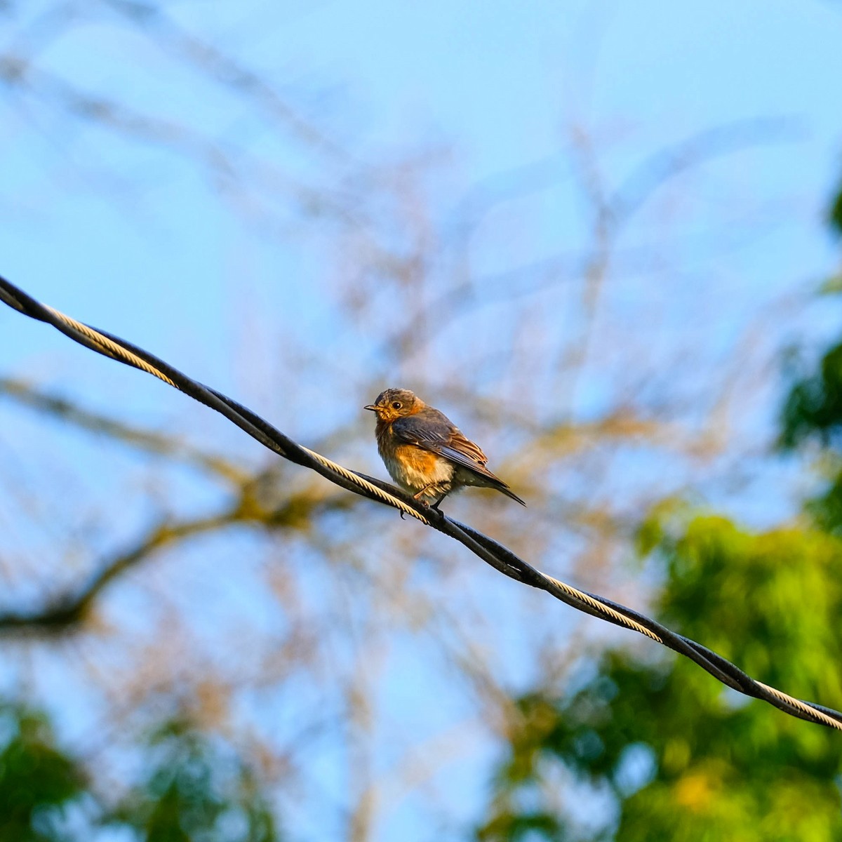 Eastern Bluebird - ML619841392