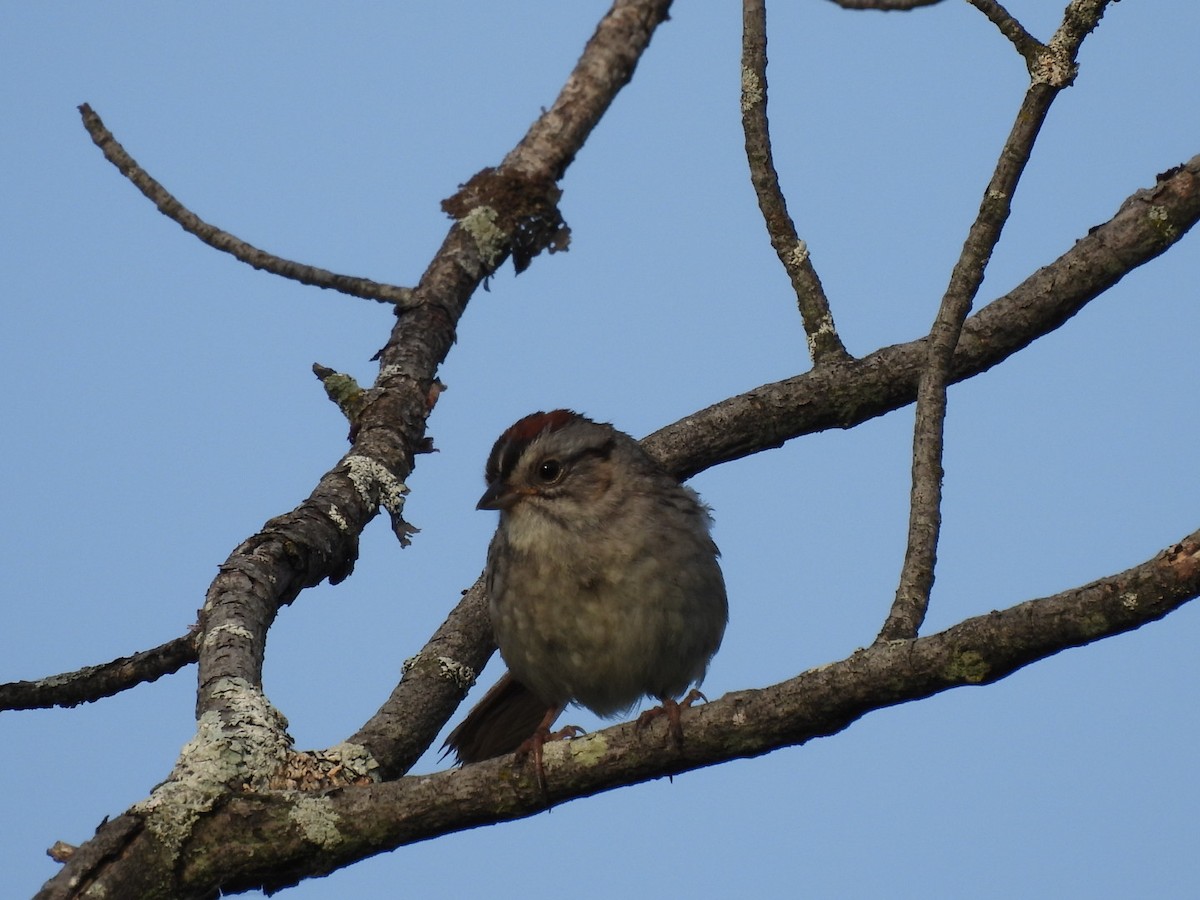 Swamp Sparrow - ML619841403