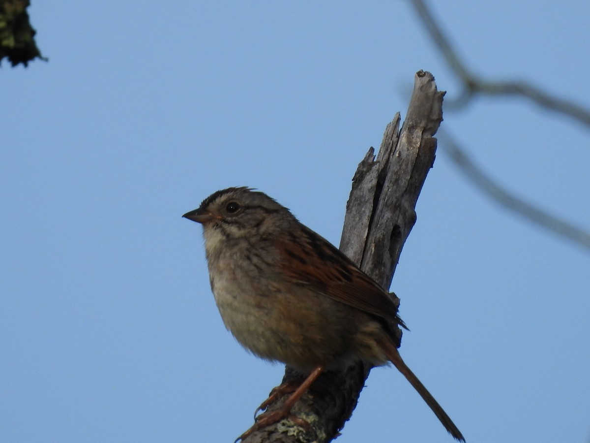 Swamp Sparrow - ML619841404