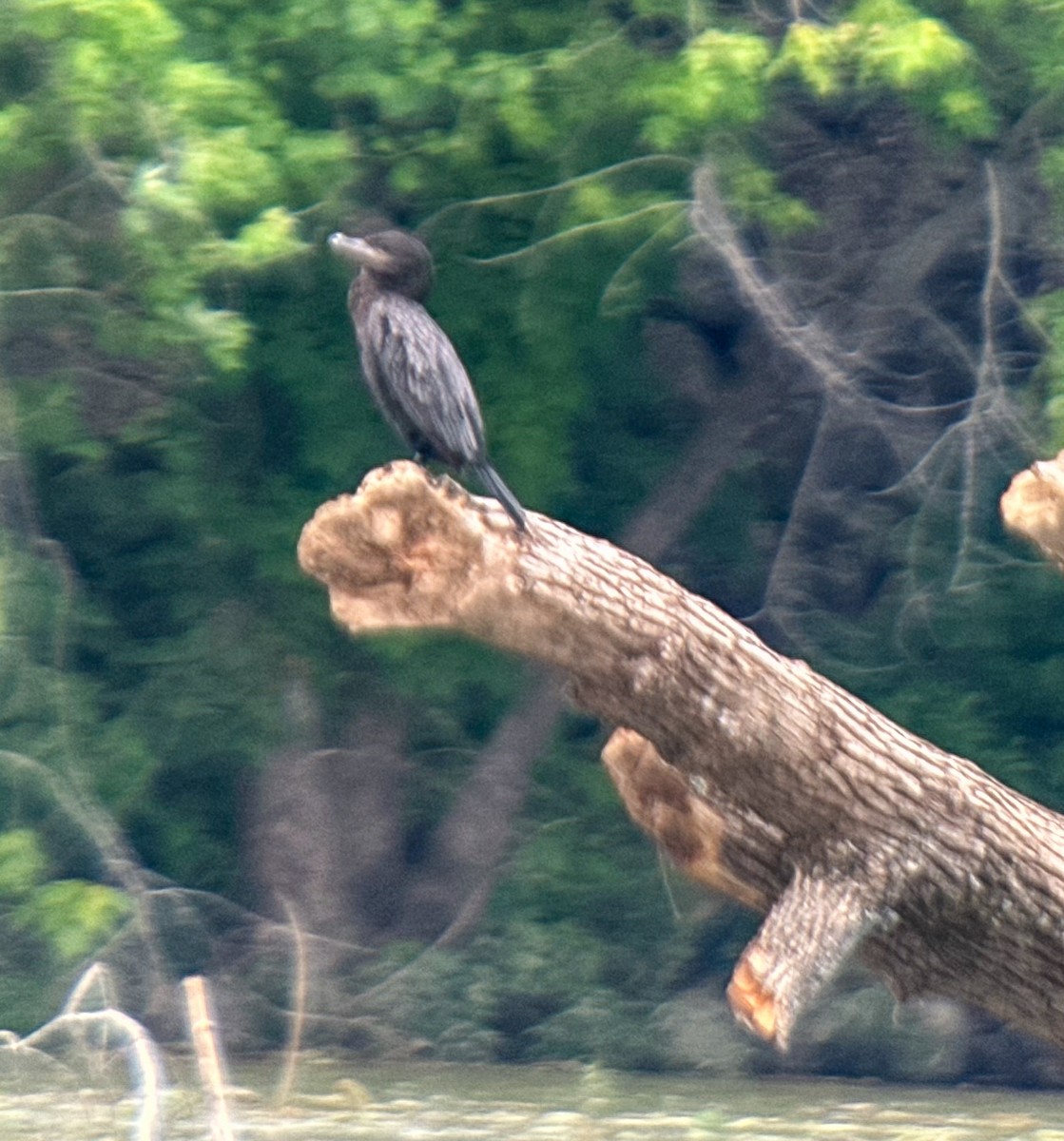 Cormorán Biguá - ML619841409