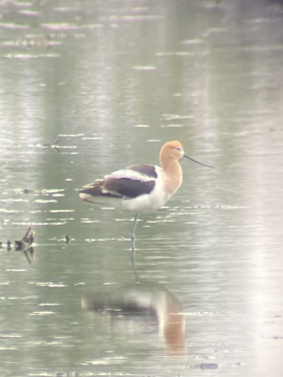 Avoceta Americana - ML619841420