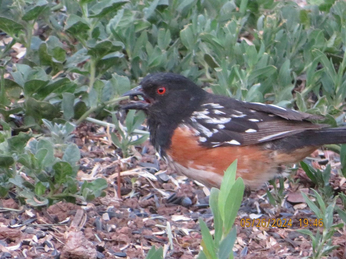 Spotted Towhee - ML619841428